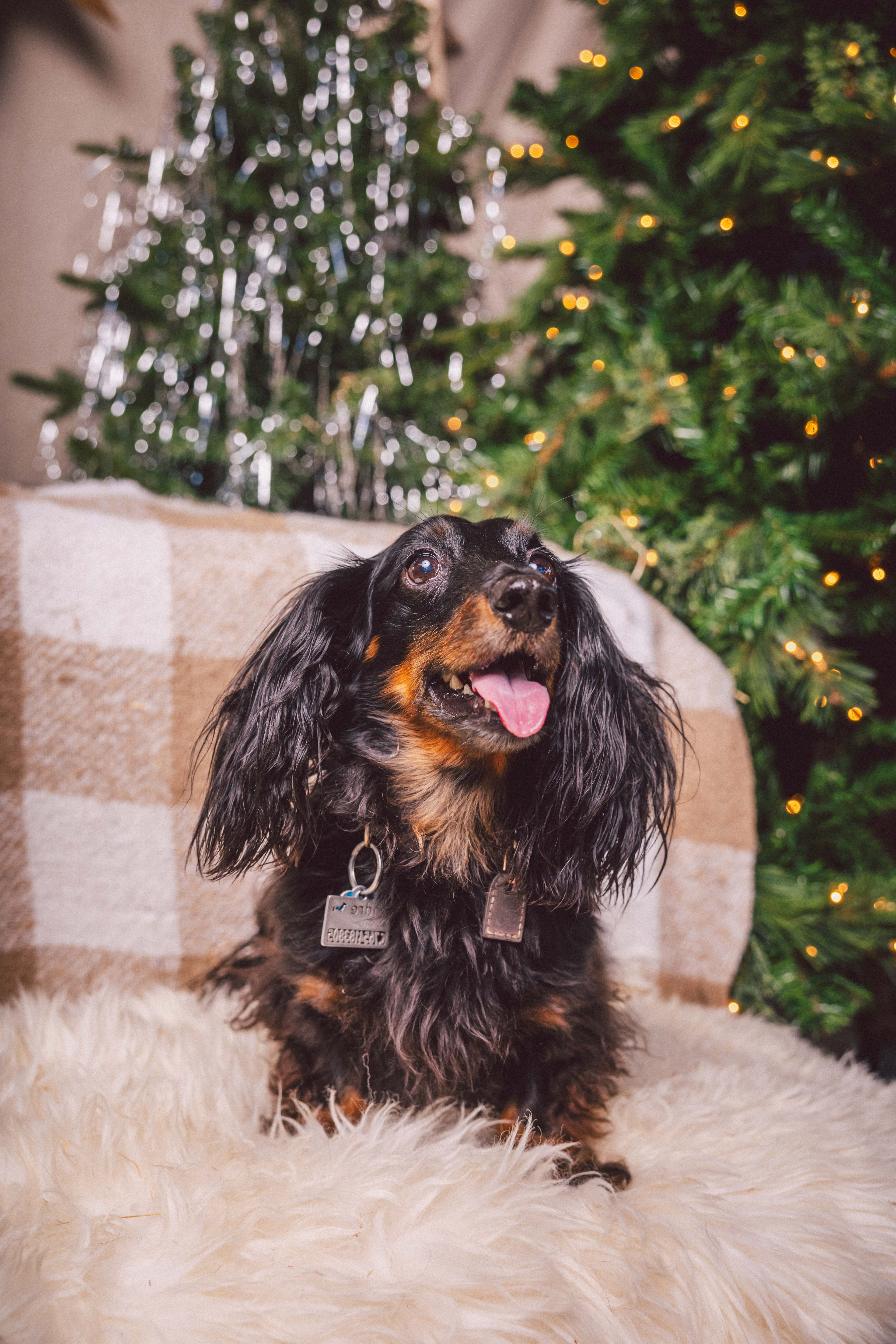 Andre, the real Weenie in a Beanie
